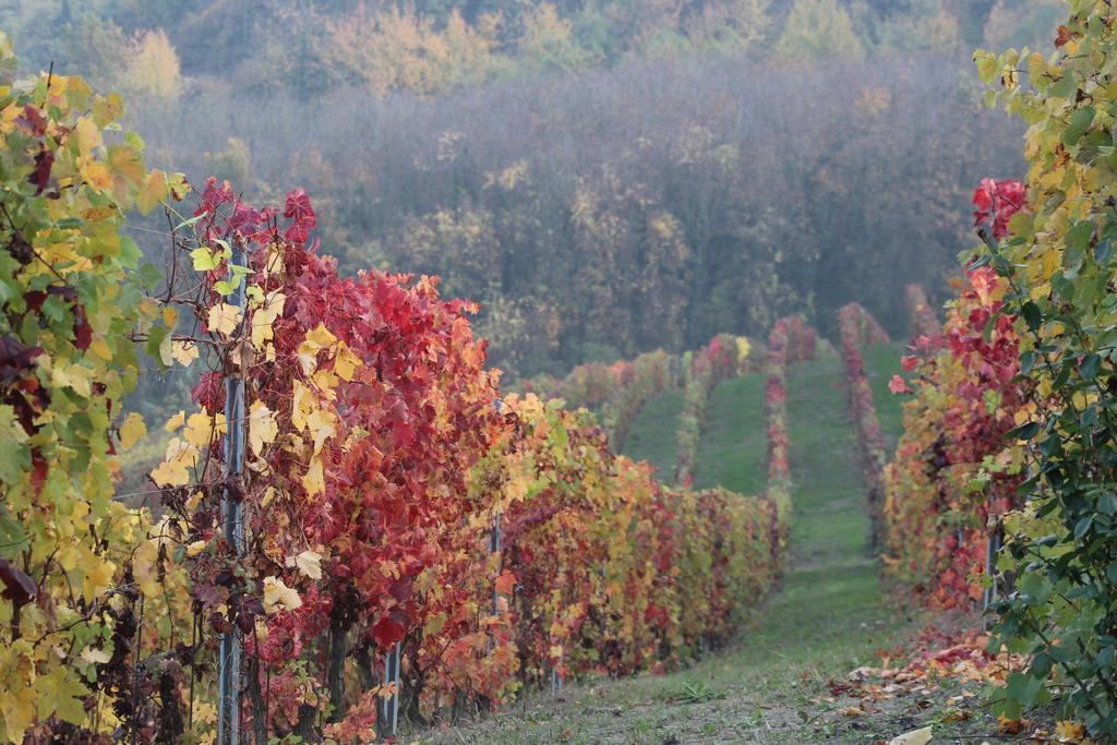 דירות Ozzano Monferrato La Terrazza Sul Monferrato מראה חיצוני תמונה